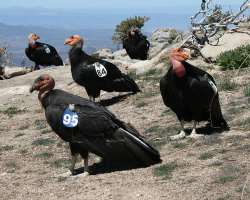 The park has one of the country's most successful The park has one of the country's most successful Californian condor breeding programs, bringing the numbers of this once critically endangered specie